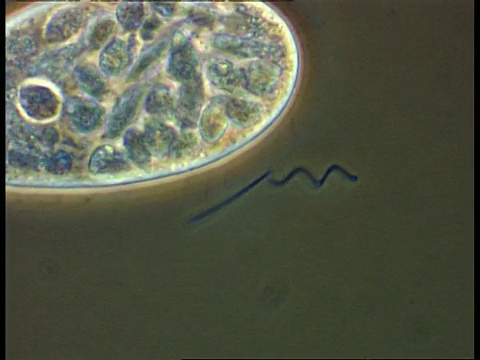 纤毛虫、细菌螺旋体和细菌来自池塘水，纤毛作用好视频素材