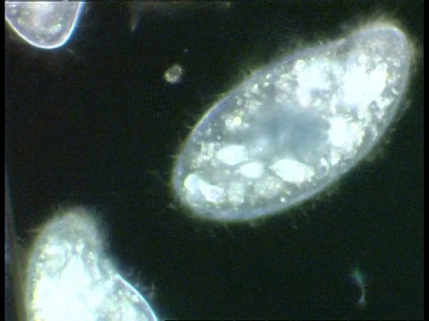 在池塘水中游动的纤毛虫。暗视野视频素材