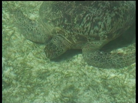 MCU从水面上的高角度，雌绿海龟在吃海草，印度尼西亚视频素材