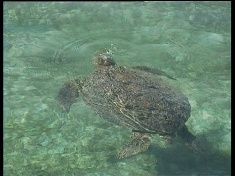 印尼，从水面的高角度，雌绿海龟浮出水面呼吸，然后潜入水中进食视频素材