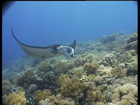 马来西亚婆罗洲沙巴州，Manta Ray女士游向镜头，然后经过镜头视频素材