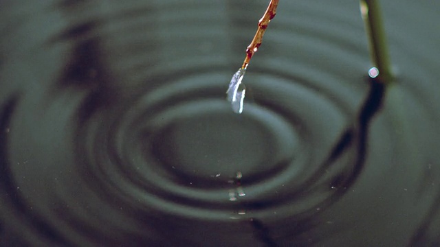 水从树枝滴进湖里视频素材