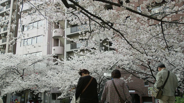 隅田川公园视频素材