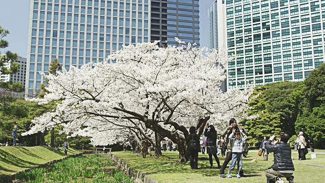 御宿公园里的樱花视频素材