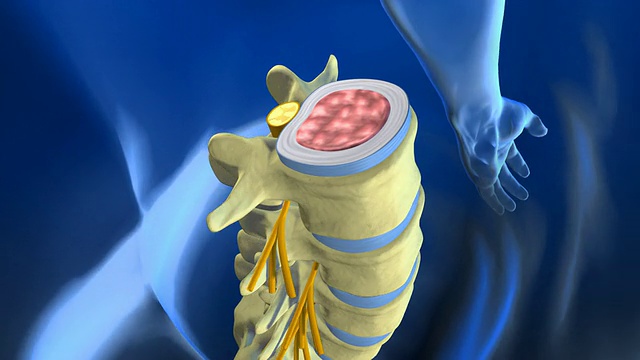 脊柱解剖与椎间盘视频下载