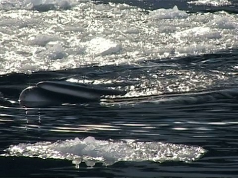 MS Minke Whale, Balaenoptera acutorostrata，浮出冰中，放大到CU，南极洲视频素材