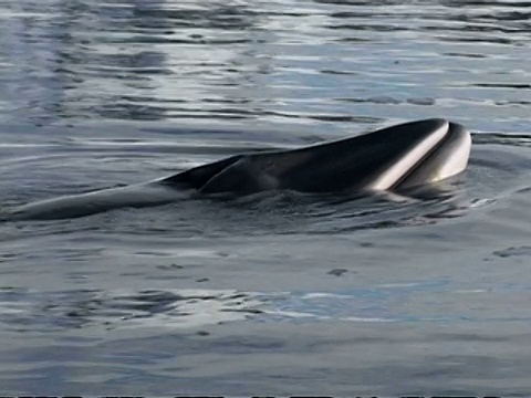 MS Minke Whale, Balaenoptera acutorostrata，表面冰，南极洲视频素材