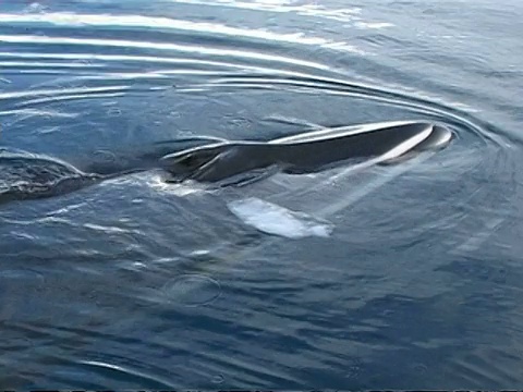 南极洲清澈湛蓝的海水中，cuminke Whale, Balaenoptera acutorostrata，游在相机和船的下面视频素材