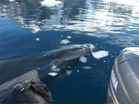 南极洲清澈湛蓝的海水中，cuminke Whale, Balaenoptera acutorostrata，游在相机和船的下面视频素材