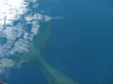 南极洲碧蓝的海水中，cuminke Whale, Balaenoptera acutorostrata，在镜头下游动视频素材