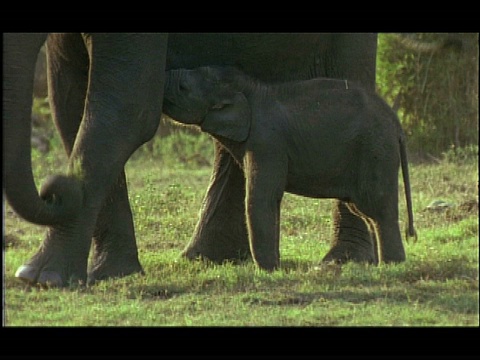 印度纳加拉洞，Kabini，亚洲象(大象)的幼象试图从母亲那里吮吸奶视频素材