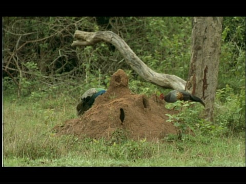 林地空地上的白蚁丘;原鸡(Gallus sp.)和孔雀(Pavo cristatus)觅食新兴白蚁，纳加拉洞，印度视频素材