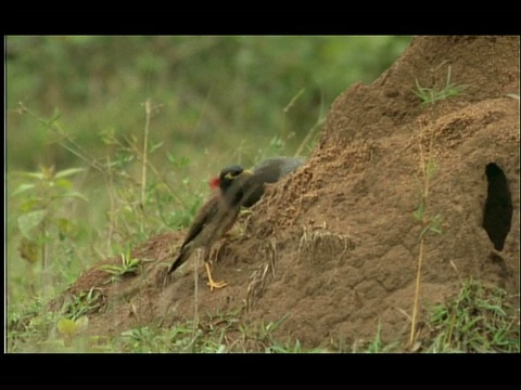 林地空地上的白蚁丘;原鸡(Gallus sp.)和印度八哥鸟(acridos tristis)觅食新兴白蚁，纳加拉洞，印度视频素材