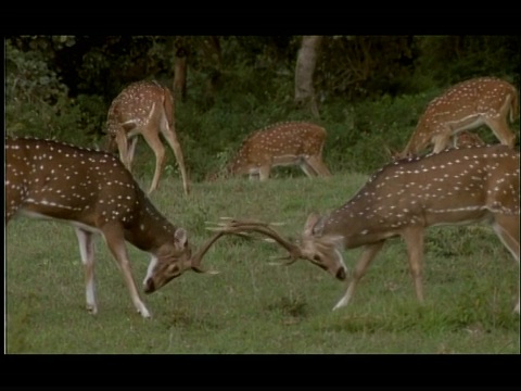 Chital Deer (Axis Axis)对打，Nagarahole国家公园，印度视频素材