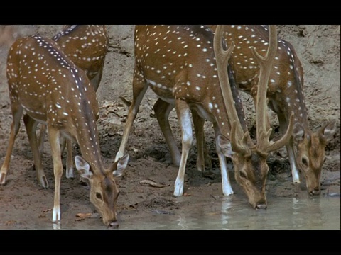 Chital Deer (Axis Axis)在印度Nagarahole的Kolchi水坑饮水视频素材