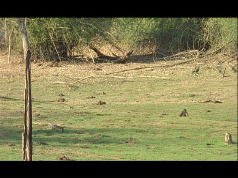 印度Nagarahole国家公园，在Kabini Banks的草地上，一只名叫Melursus ursinus的懒惰熊视频素材