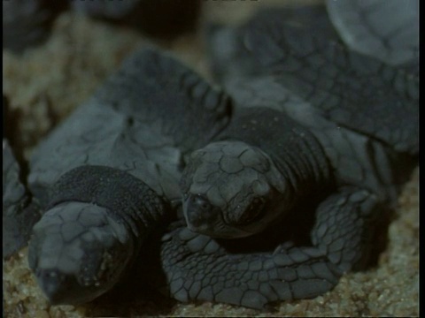 榄蠵龟(Lepidochelys olivacea)在夜间孵化。印度视频素材