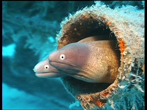 一对白眼睛的海鳗从管子里伸出来，Kapalai, Sipadan, Borneo，马来西亚视频素材