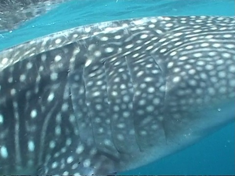 马尔代夫，cuwhale shark (Rhincodon typus)游过镜头视频素材