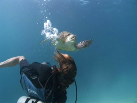 图为一名潜水员在喂绿海龟(Chelonia mydas)，嘴里叼着海草，这只海龟似乎在和潜水员说话视频素材