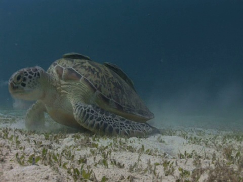 菲律宾科伦，迪玛基亚岛，豪斯礁，绿海龟(Chelonia mydas)正在吃海草，背上有䲟鱼视频素材