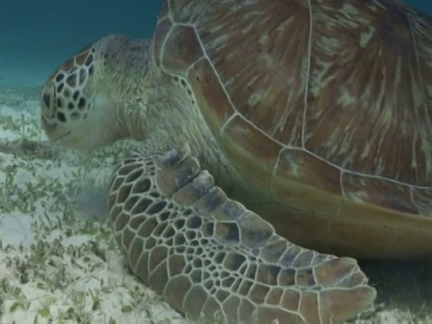 绿海龟(Chelonia mydas)吃海草，与金色鲹(Gnathanodon speciosus)， CU, House reef, Dimakya岛，Coron，菲律宾视频素材