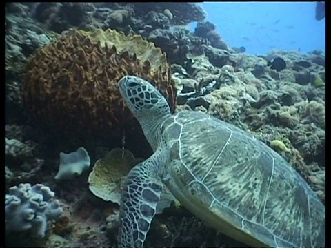 一群潜水员在观看绿海龟在珊瑚礁上休息时，绿海龟游走了，马来西亚拉阳拉阳视频素材