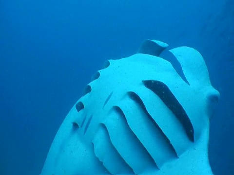 Manta Rays, Landaa Giraavaru，马尔代夫视频素材