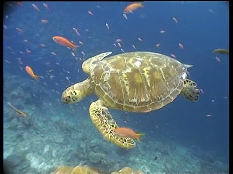 在婆罗洲的西巴丹岛，绿海龟和绿海龟游过花冠鱼的清洁站视频素材