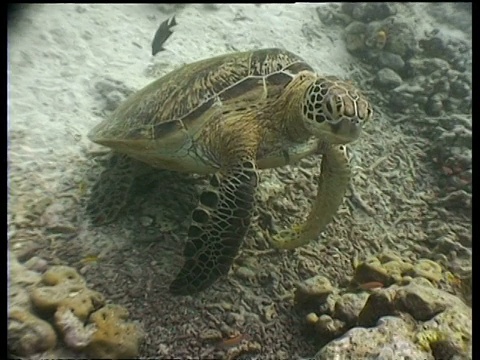 绿海龟，头部侧面，刺尾鱼清洁礁上的海龟，西巴丹岛，婆罗洲，马来西亚视频素材