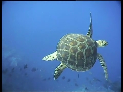 马来西亚拉阳拉阳，绿海龟女士游离镜头视频素材