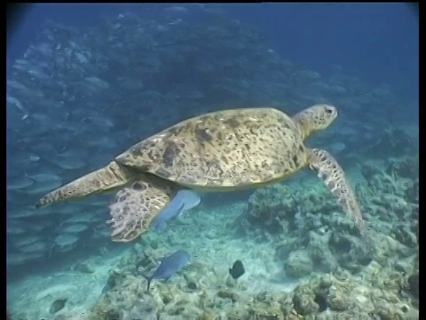 在马来西亚婆罗洲的西巴丹岛，CU沿暗礁向雄性绿海龟前进，到达Jackfish鱼群视频素材