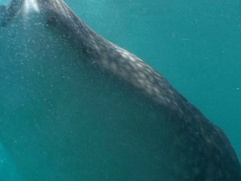 鲸鲨(Rhincodon typus)在水面进食，CU，马尔代夫视频素材