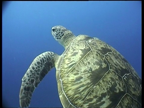 绿海龟从暗礁中升起，潜水员出现在背景中，CU海龟向上游，有图案的贝壳，拉阳拉阳，马来西亚视频素材