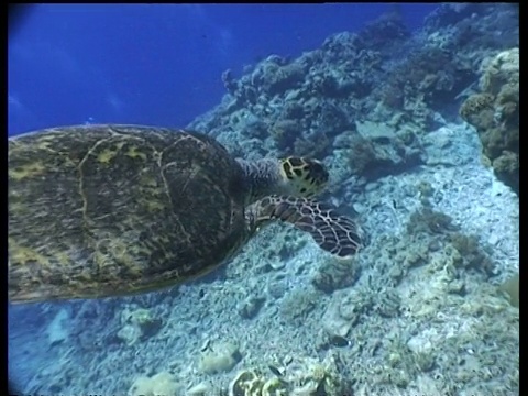 在马来西亚拉阳拉阳，MS拍摄到玳瑁从海面上俯冲下来，以太阳为背景，在潜水员为背景的珊瑚礁上游泳视频素材