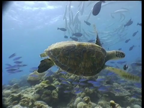 绿海龟游过珊瑚礁，小梭鱼滩在背景，西巴丹岛，婆罗洲，马来西亚视频素材