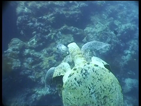 马来西亚婆罗洲西巴丹岛，一对绿海龟正在交配，游过暗礁视频素材