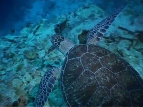 在马来西亚婆罗洲的拉扬拉扬，绿海龟游过暗礁，远离镜头视频素材