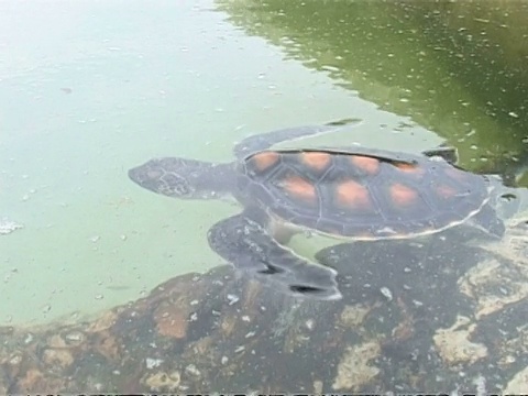 马来西亚红当，初生的绿海龟正在水面下游动视频素材