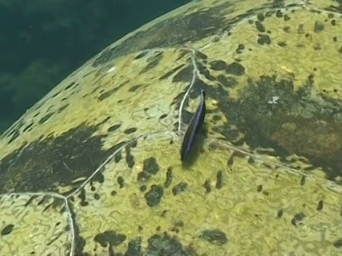 CU绿海龟壳，清洁濑鱼清洁壳，Sangalaki，印度尼西亚视频素材