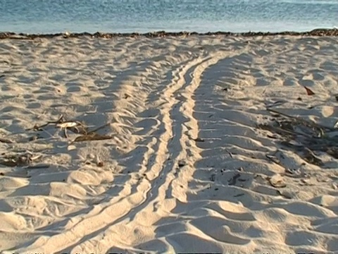 绿海龟在沙滩上的足迹，MS海龟在海滩上的足迹，背景是大海和地平线，印度尼西亚Sangalaki视频素材