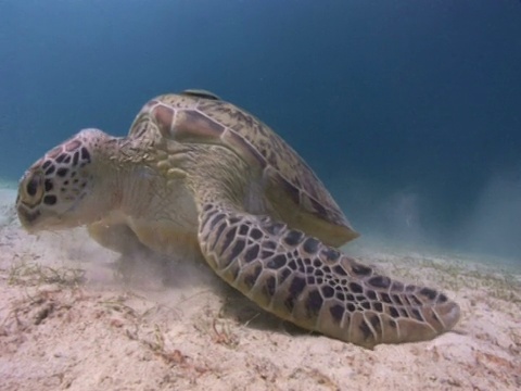 绿色海龟(Chelonia mydas)吃海草，吹出鼻子里的沙子，背面的鮣鱼，房子礁，迪马卡亚岛，科伦，菲律宾视频素材