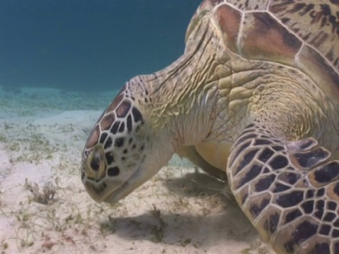 吃海草的绿海龟(Chelonia mydas)， CU, House reef, Dimakya岛，Coron，菲律宾视频素材