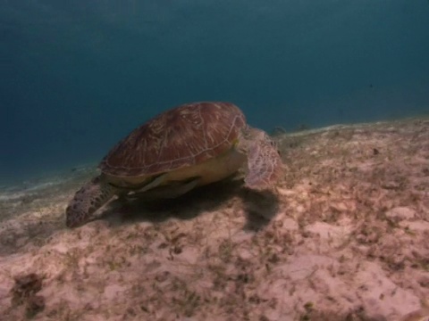 向前追踪绿海龟(Chelonia mydas)下降吃海草，背面的鮣鱼，房子礁，迪马卡亚岛，科伦，菲律宾视频素材