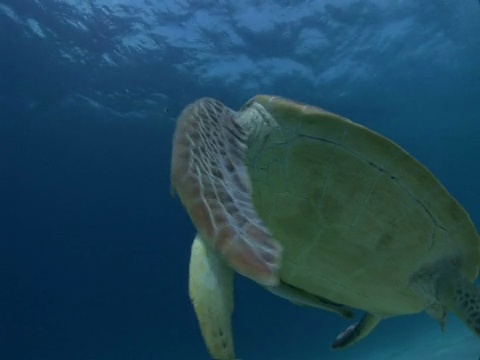 绿海龟(Chelonia mydas)在飞行中进食，房子礁，迪马卡亚岛，科伦，菲律宾视频素材