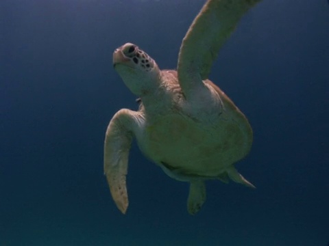 绿海龟(Chelonia mydas)在飞行中进食，与鮣鱼，房子礁，迪马卡亚岛，科伦，菲律宾视频素材