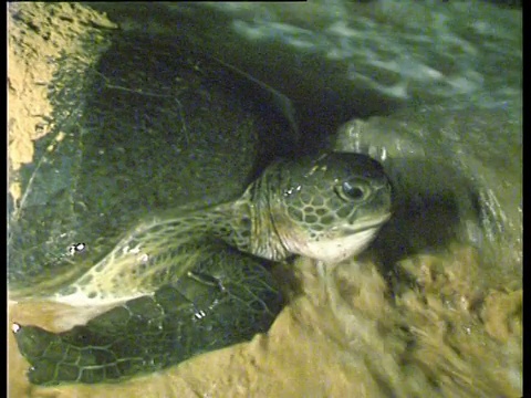 阿森松岛和大西洋中东部，成年绿海龟(Chelonia mydas)在夜间进入大海。视频素材