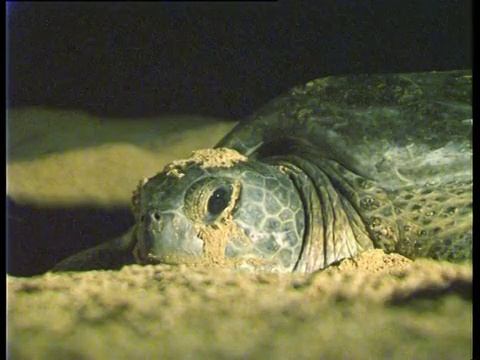 阿森松岛和中大西洋东部，CU绿海龟(Chelonia mydas)和幼龟在海滩上。视频素材