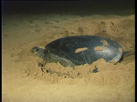 阿森松岛和大西洋中部东部，绿海龟(Chelonia mydas)和幼龟在海滩上。视频素材