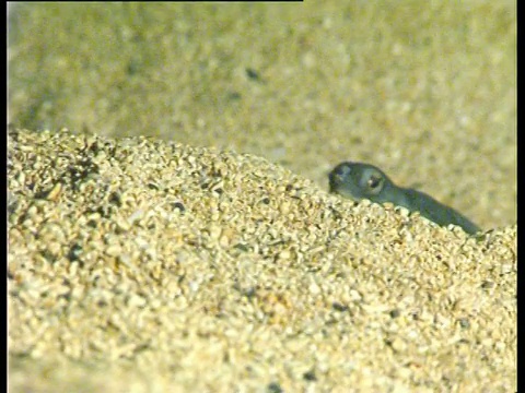 阿森松岛和中大西洋东部，绿海龟(Chelonia mydas)在海滩上孵化。视频素材